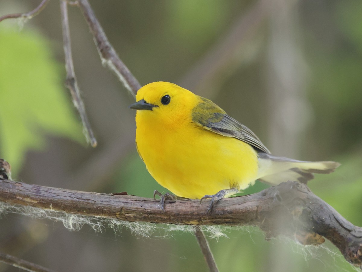 Prothonotary Warbler - ML620231354