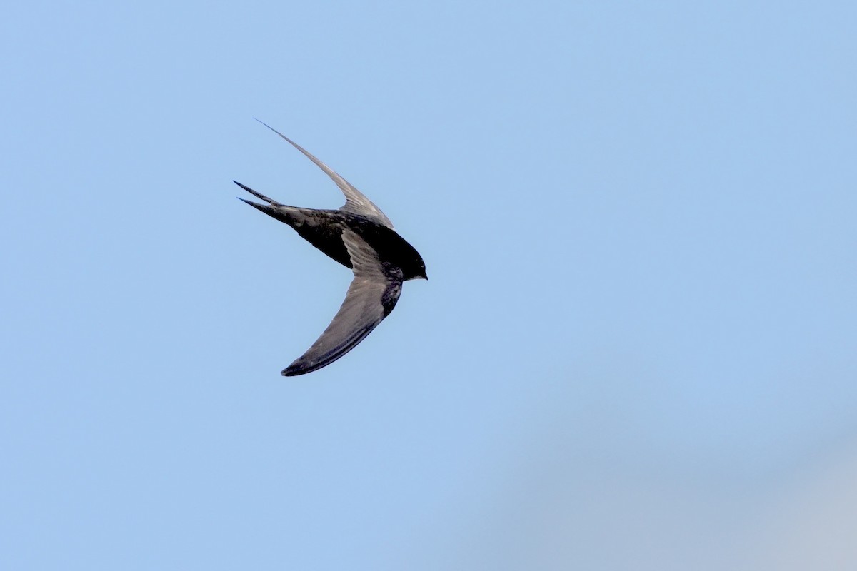 Common Swift - ML620231357