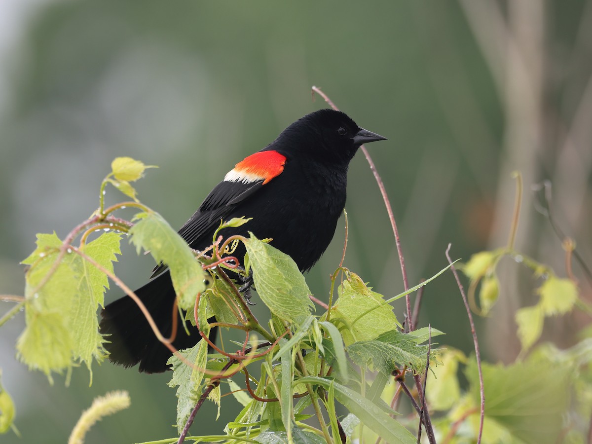 Red-winged Blackbird - ML620231358