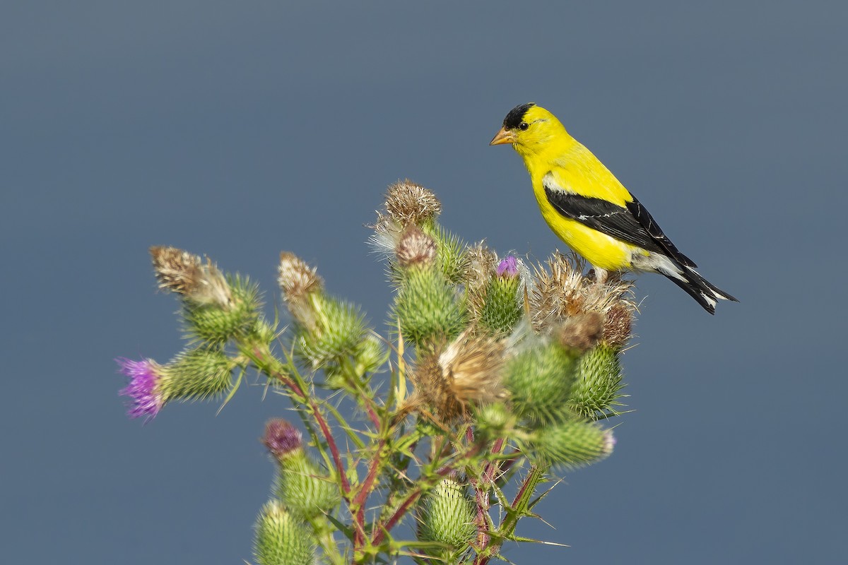 American Goldfinch - Dorian Anderson