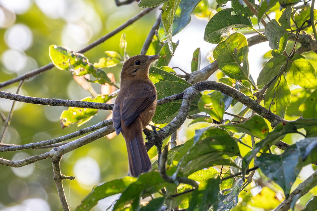 Flame-crested Tanager - ML620231372