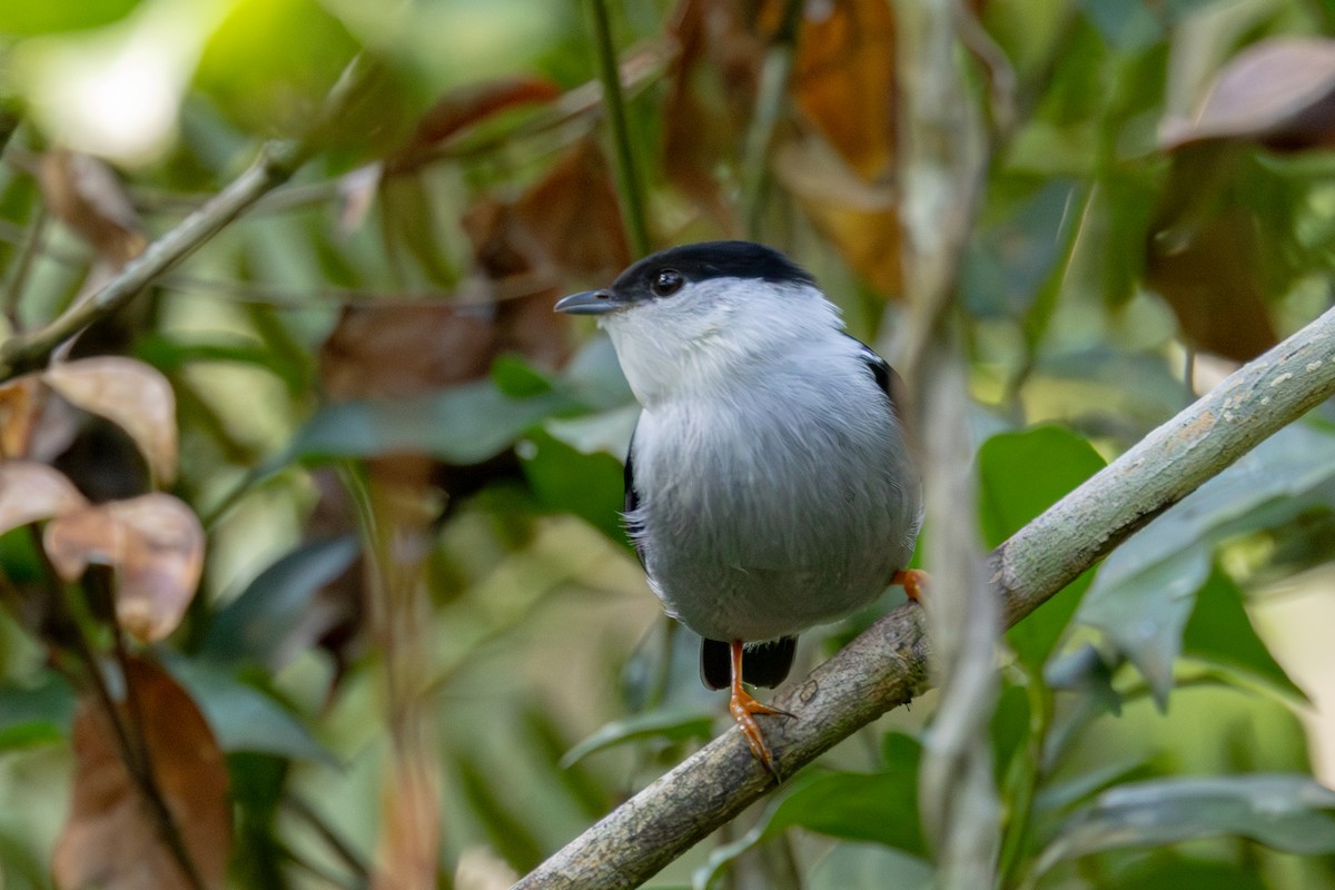 White-bearded Manakin - ML620231376