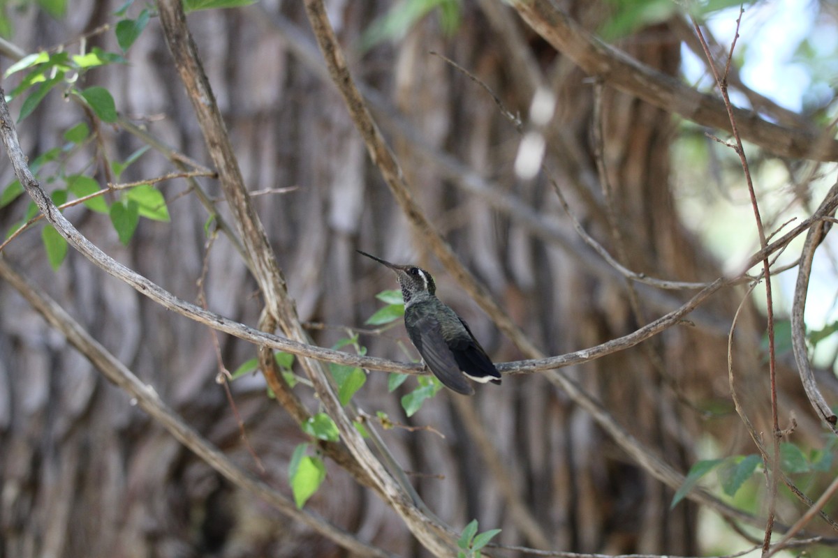 Colibrí Gorjiazul - ML620231378