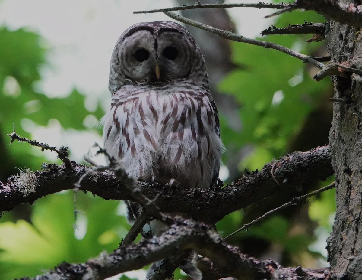 Barred Owl - ML620231385