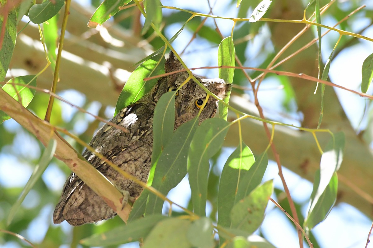 Eurasian Scops-Owl - ML620231391