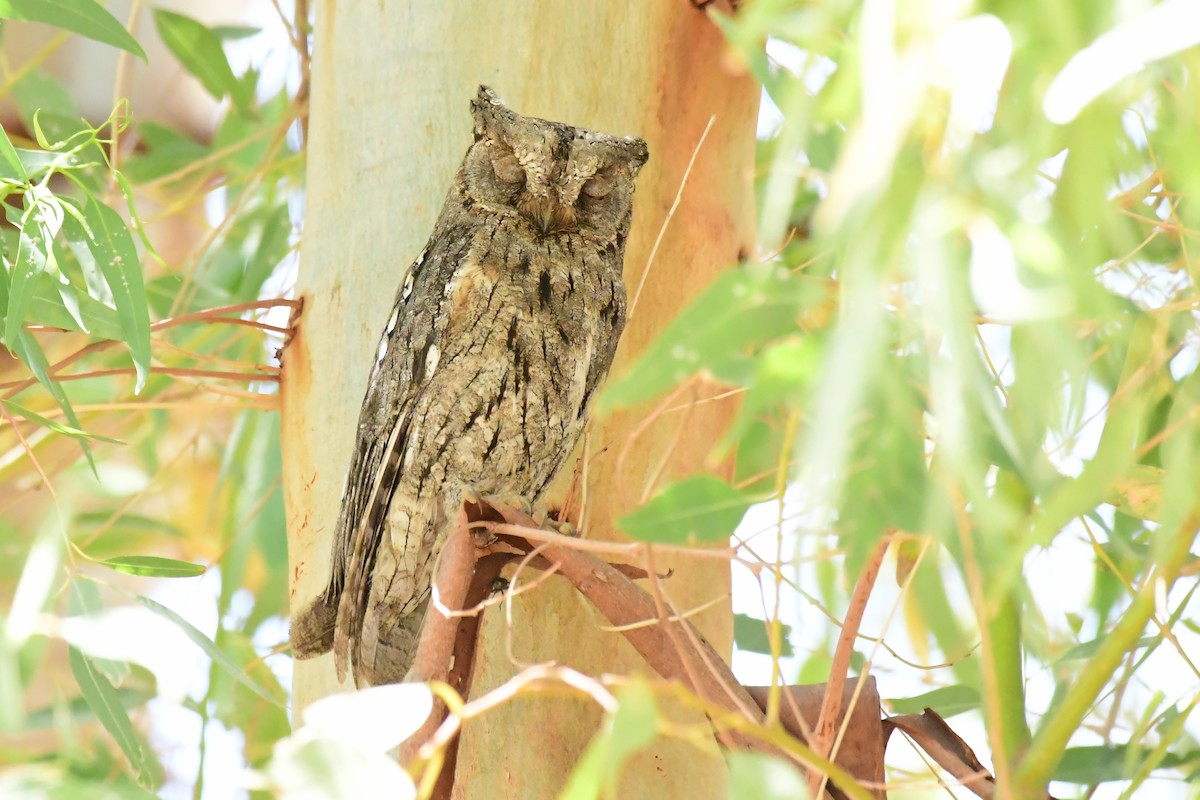 Eurasian Scops-Owl - ML620231392