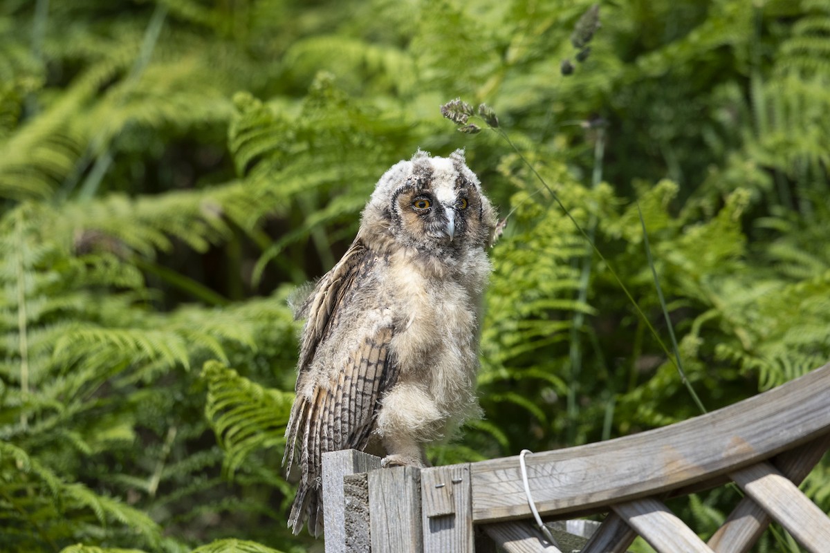 Long-eared Owl - ML620231397