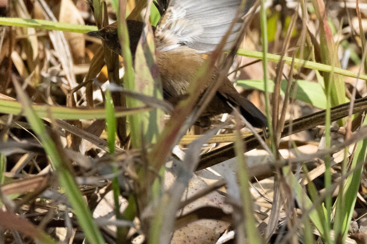 Javan Bush Warbler (Timor) - ML620231399