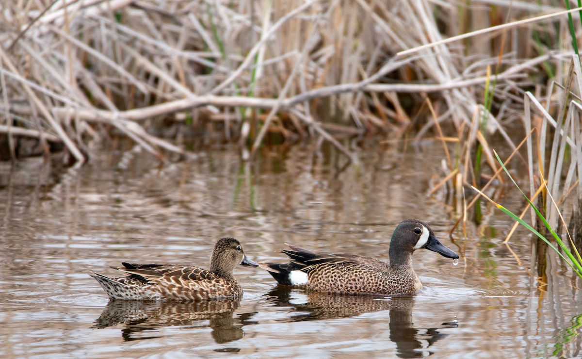 Blue-winged Teal - ML620231403