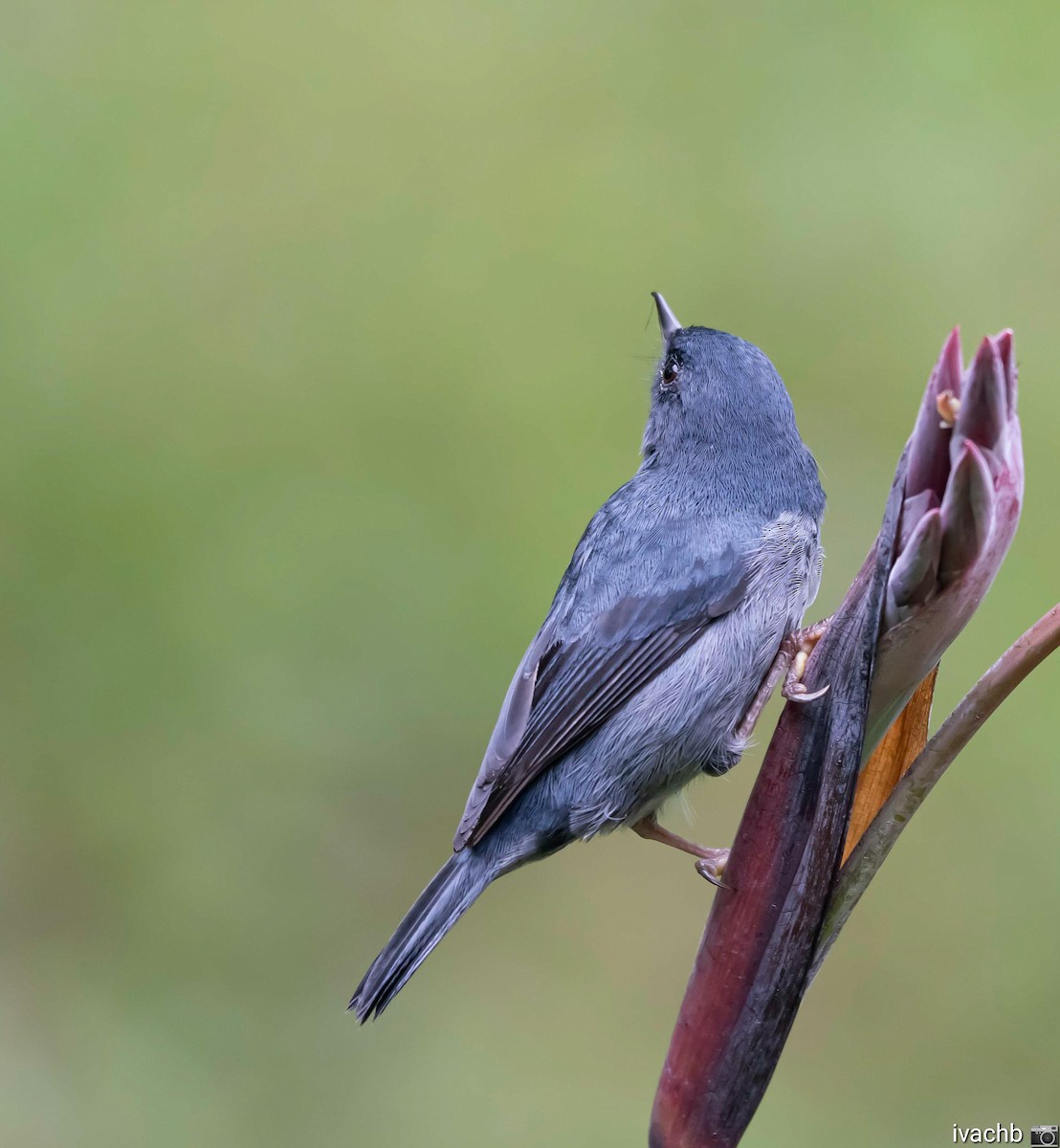 Slaty Flowerpiercer - ML620231405