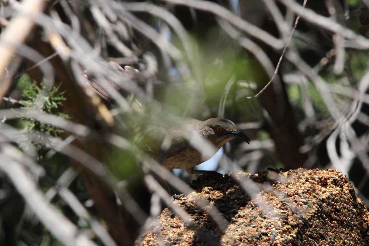 Curve-billed Thrasher - ML620231431