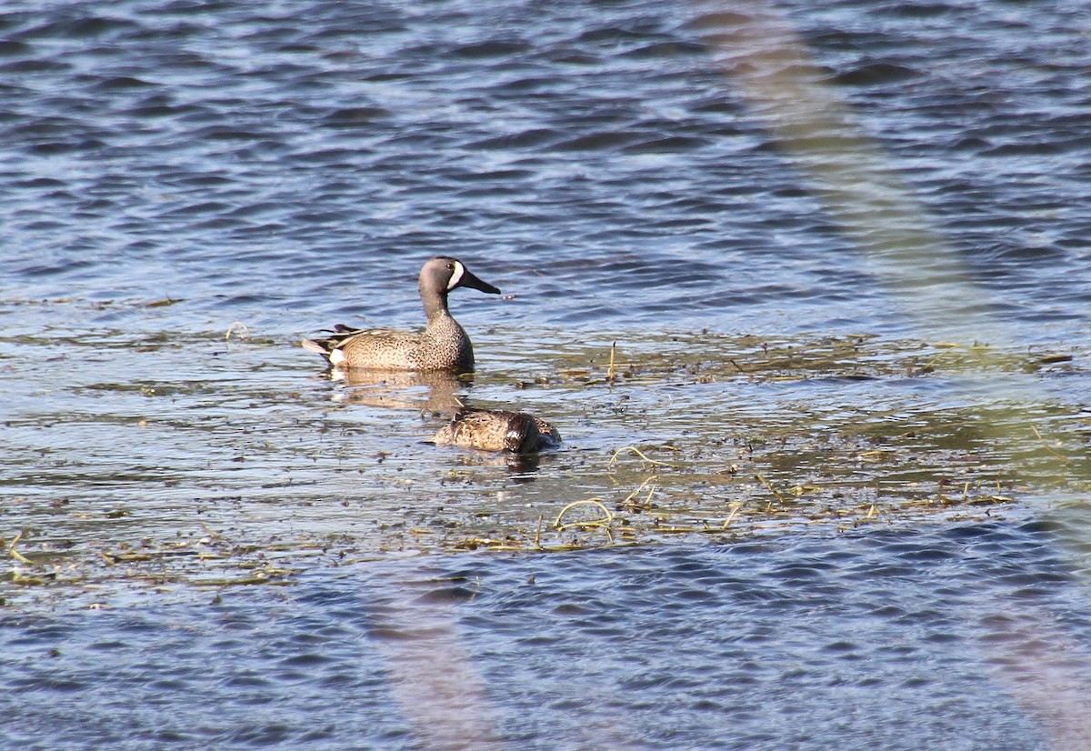 Blue-winged Teal - ML620231434