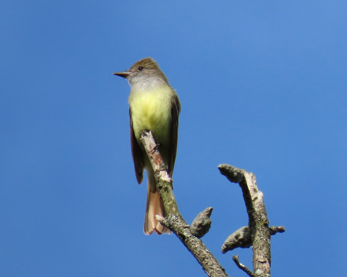 Great Crested Flycatcher - ML620231439