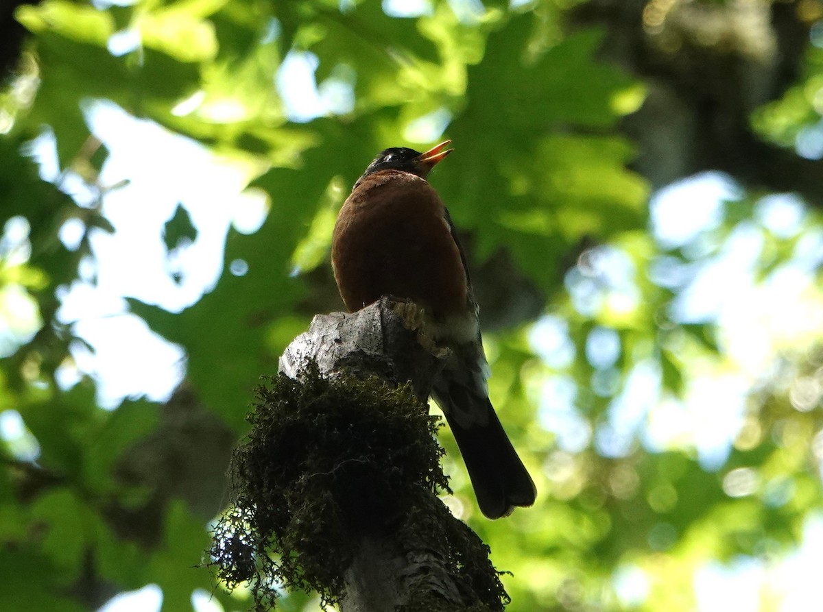 American Robin - ML620231440