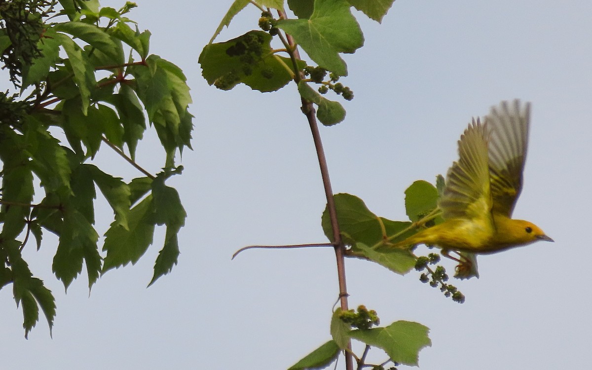 Yellow Warbler - Jim O'Neill