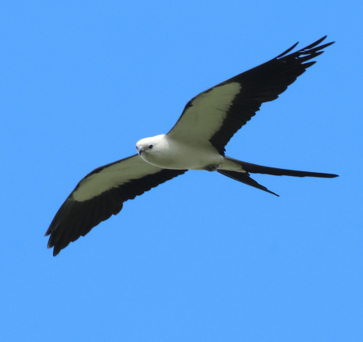 Swallow-tailed Kite - ML620231445