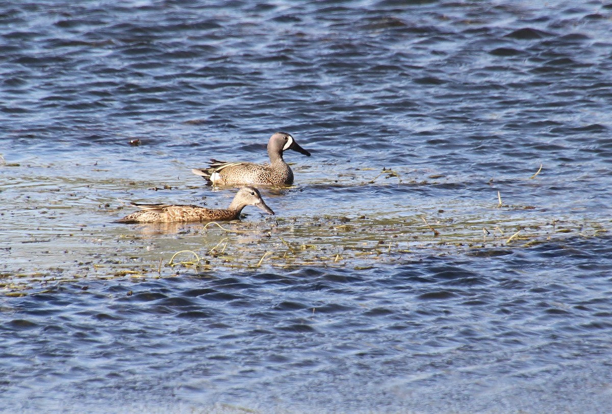 Blue-winged Teal - ML620231446