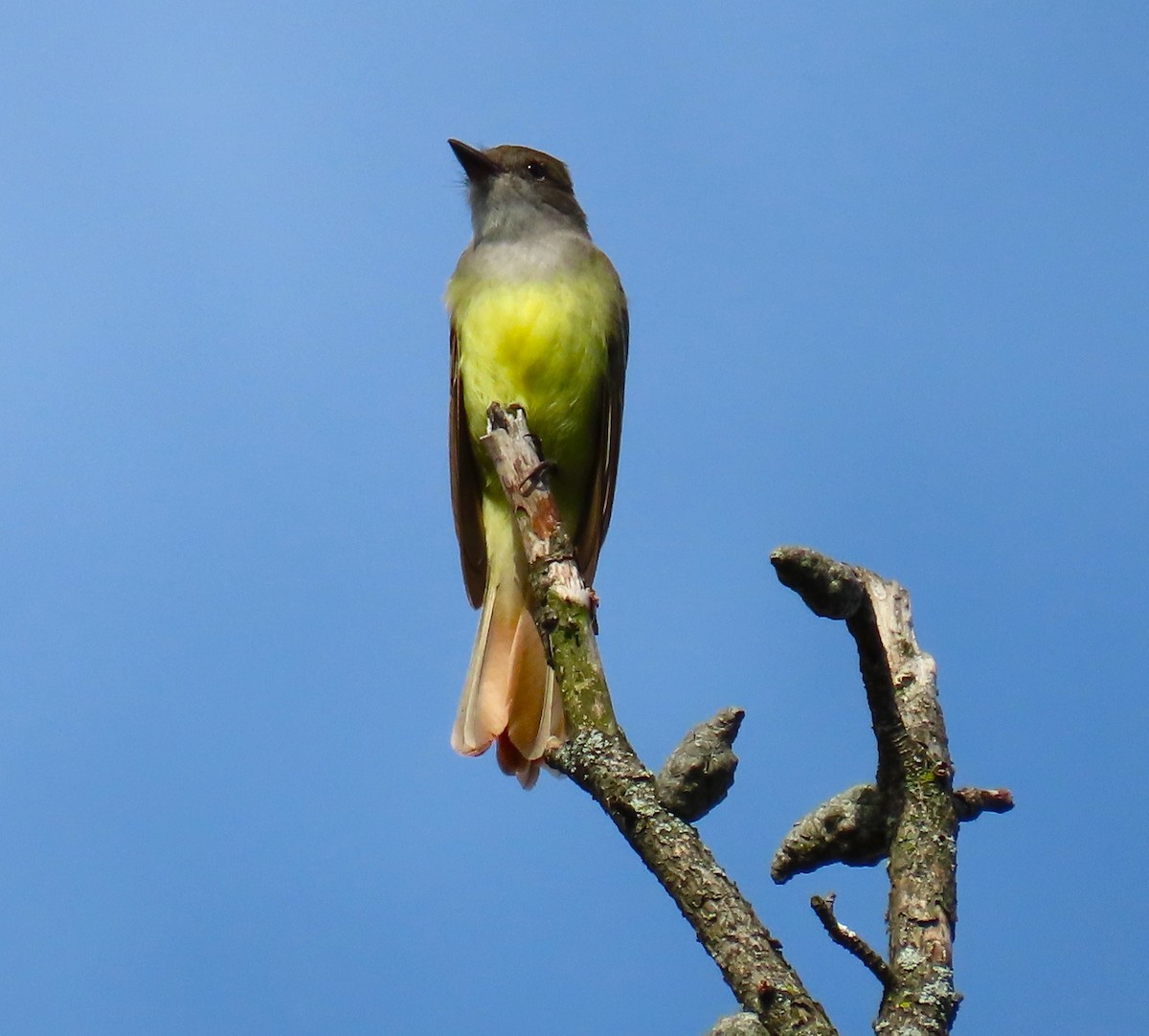Great Crested Flycatcher - ML620231462
