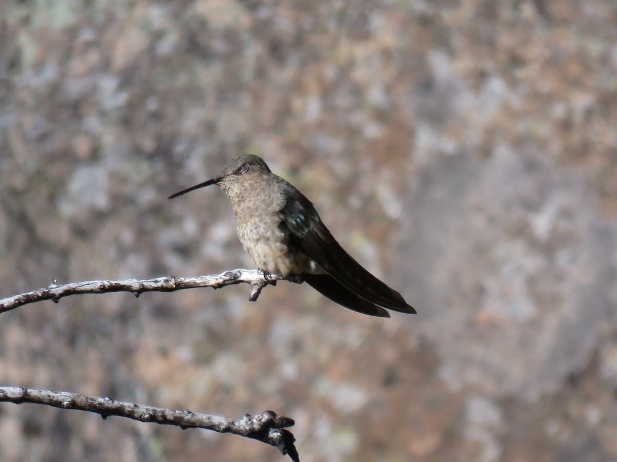 Giant Hummingbird - ML620231463