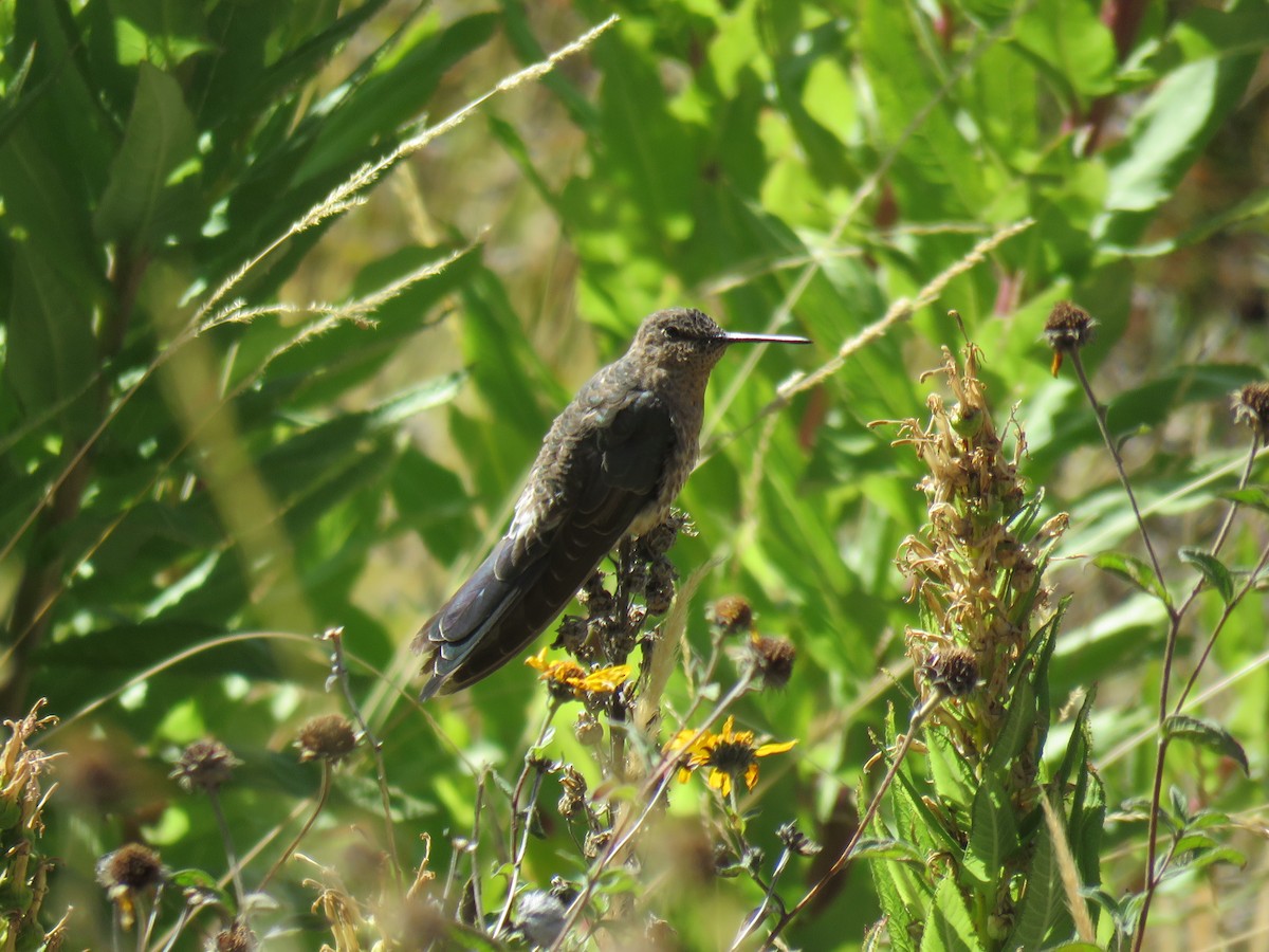 Giant Hummingbird - ML620231465