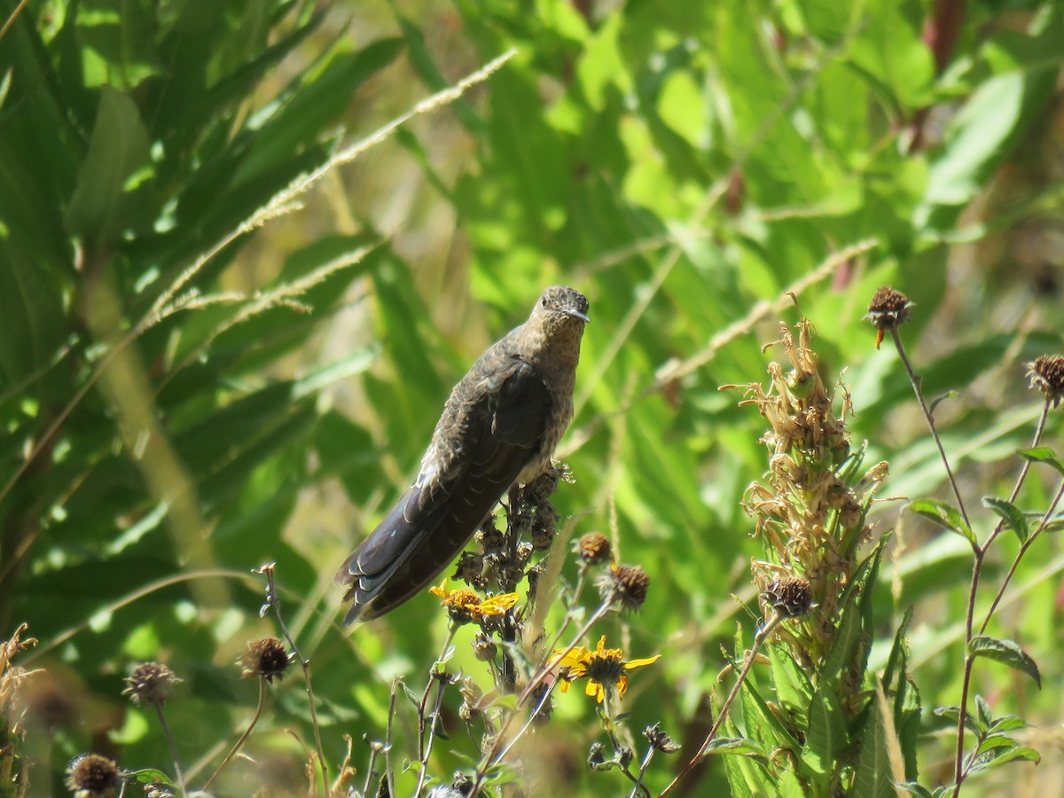 Giant Hummingbird - ML620231466