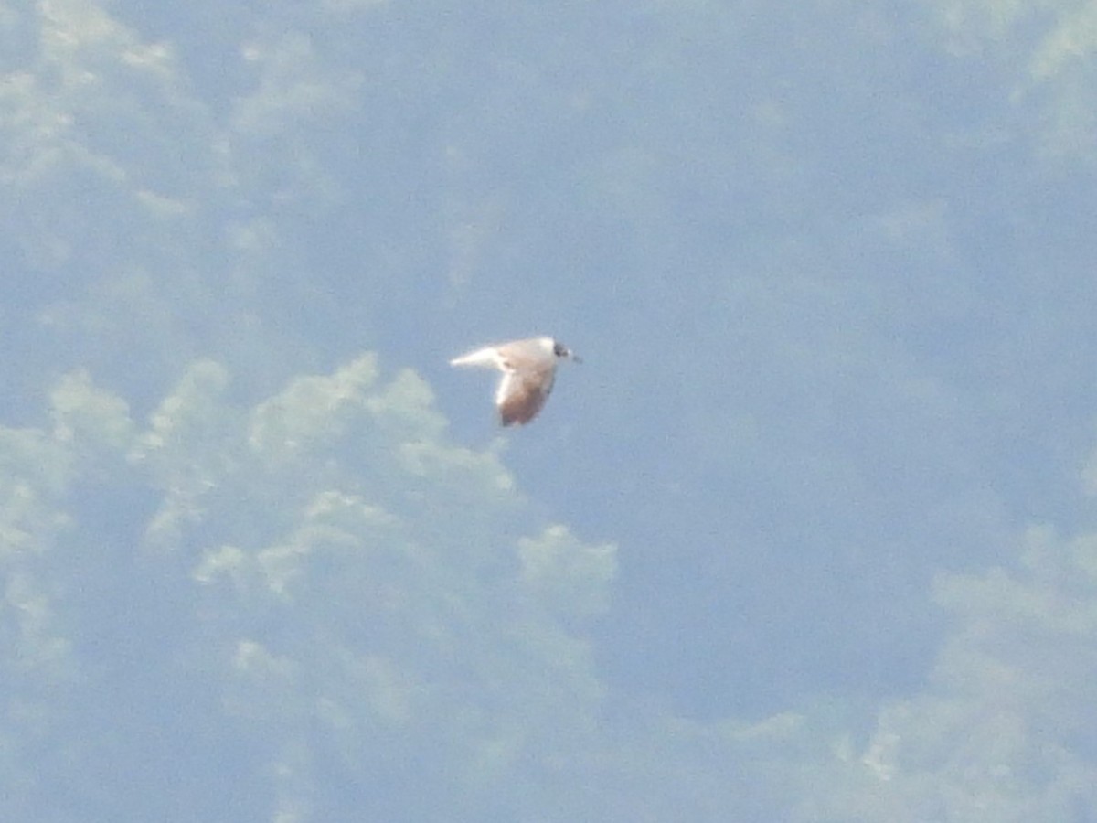 Franklin's Gull - ML620231469