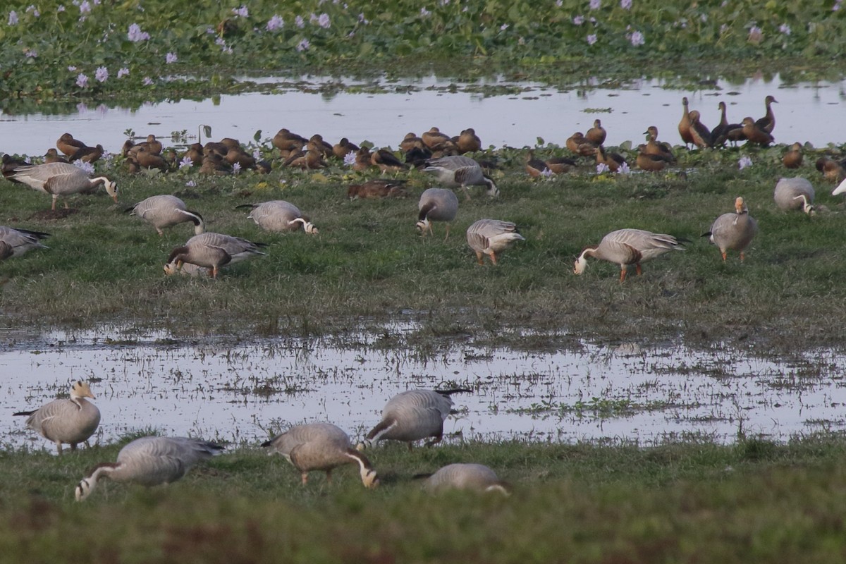 Bar-headed Goose - ML620231471