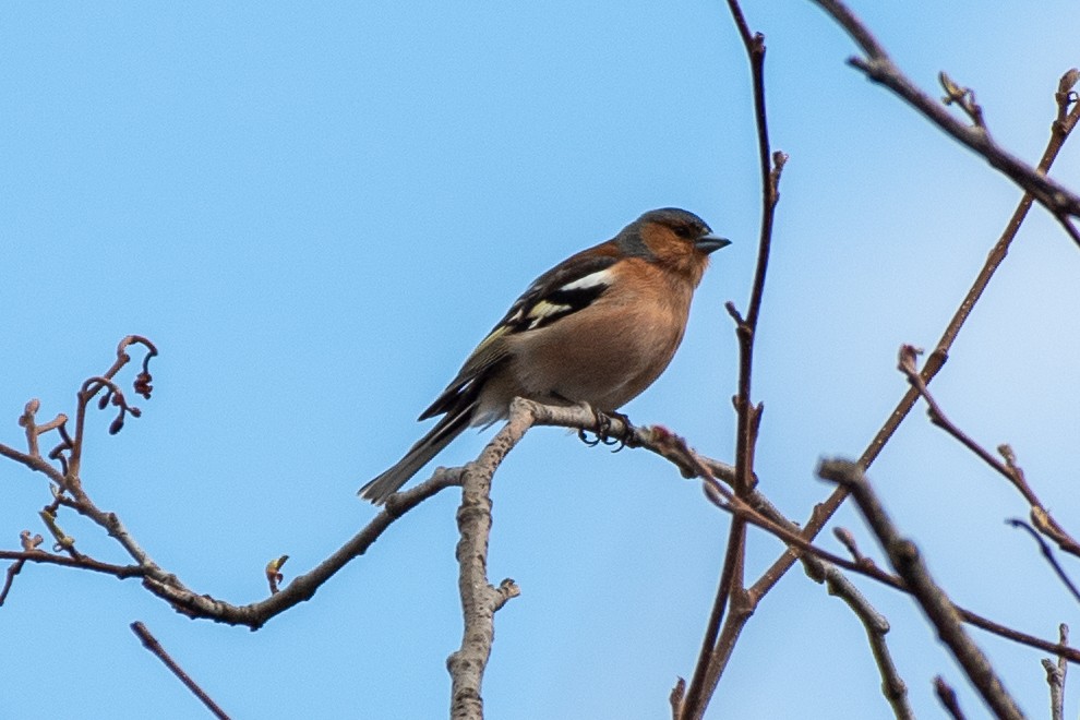 Common Chaffinch - ML620231499