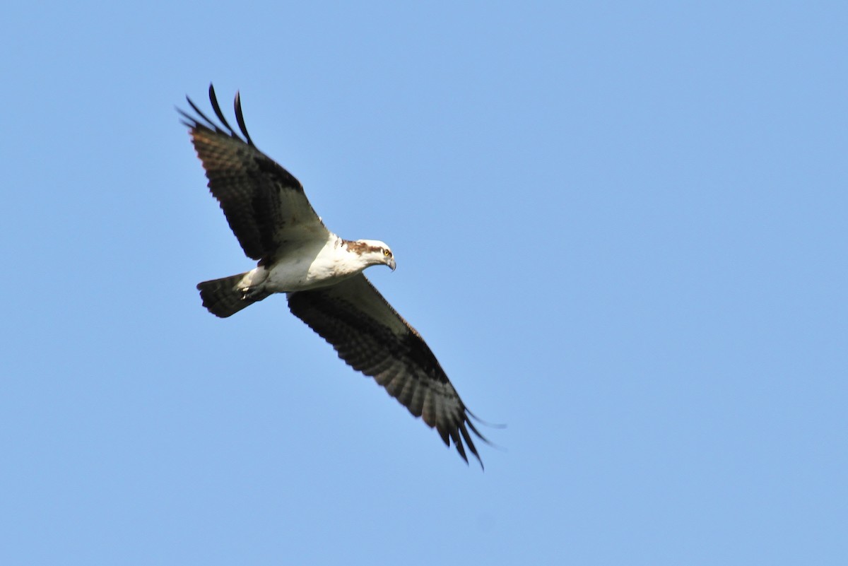 Balbuzard pêcheur (carolinensis) - ML620231511