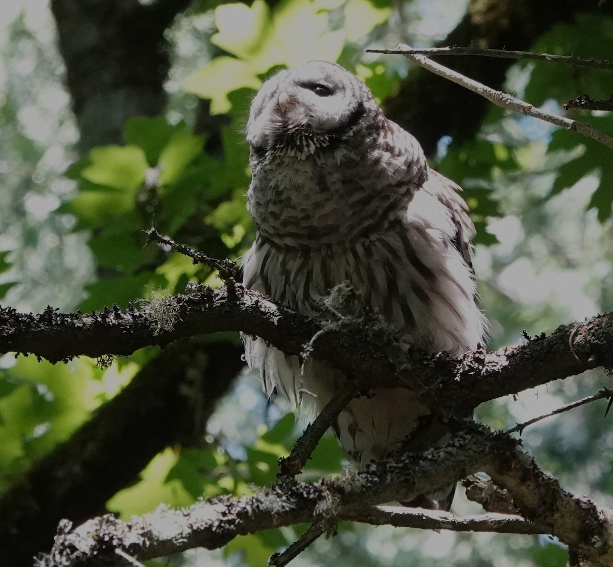 Barred Owl - ML620231512