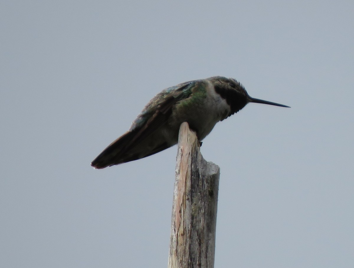 Broad-tailed Hummingbird - ML620231517