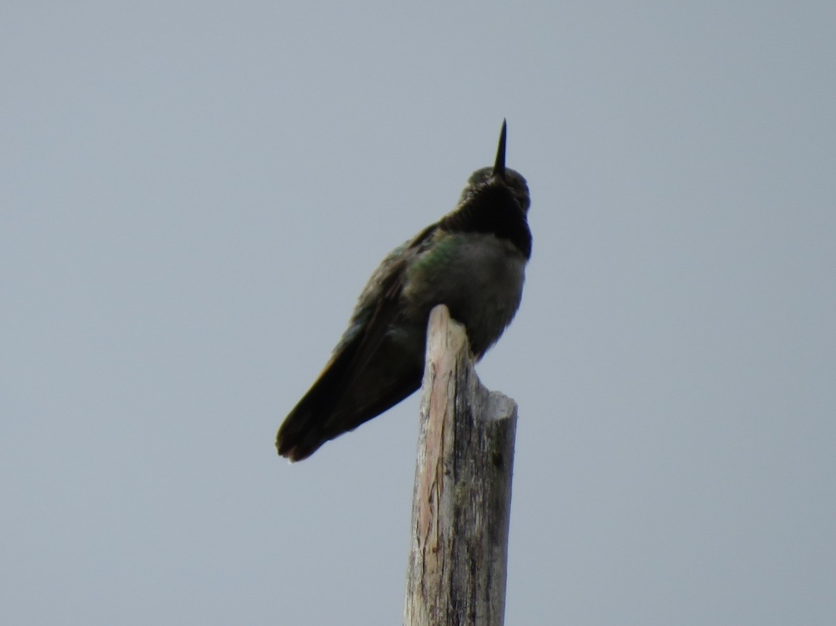 Broad-tailed Hummingbird - ML620231518