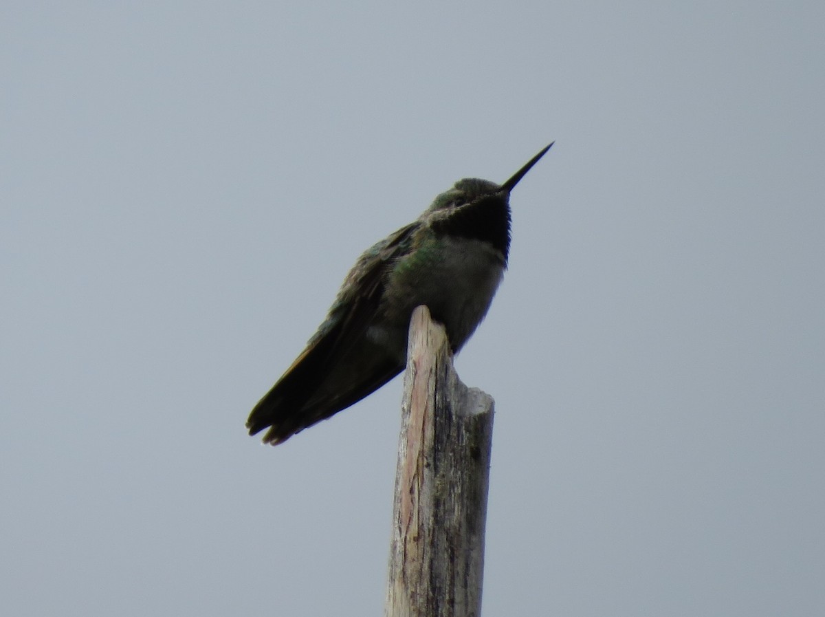 Broad-tailed Hummingbird - ML620231519