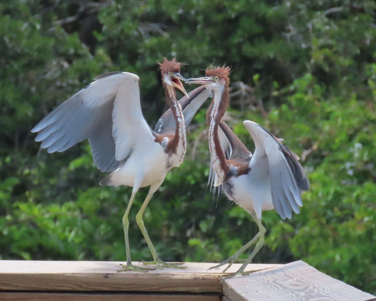 Tricolored Heron - ML620231522