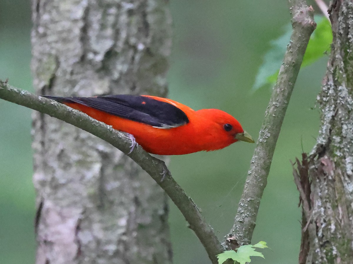 Scarlet Tanager - Myles McNally
