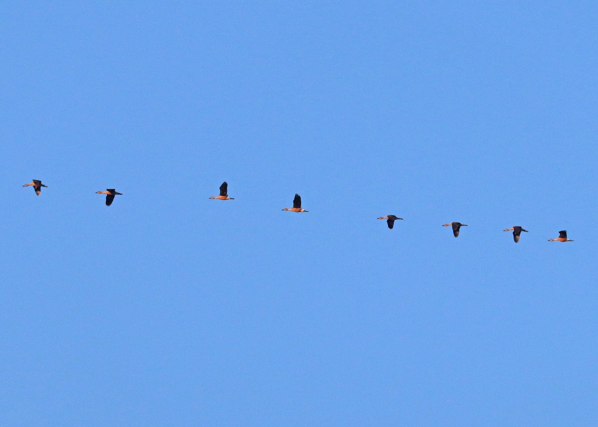 Fulvous Whistling-Duck - ML620231528