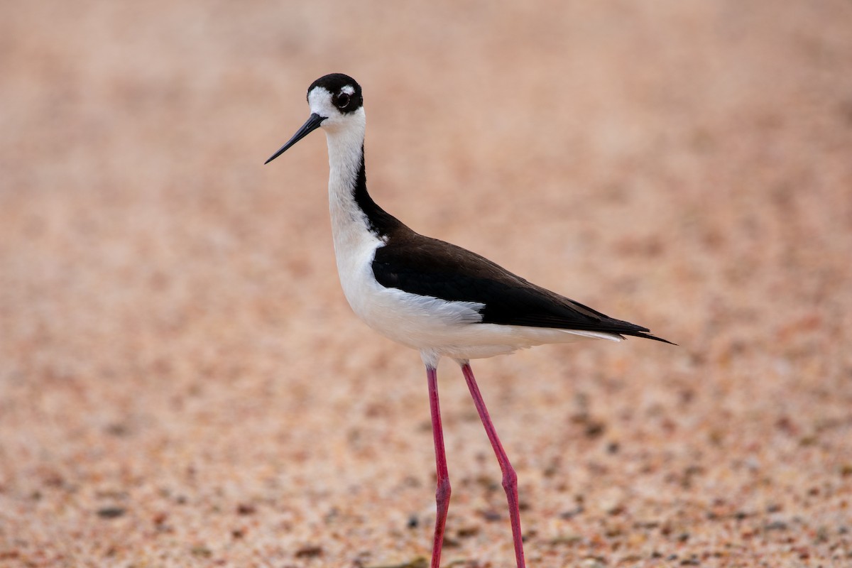 Black-necked Stilt - ML620231530