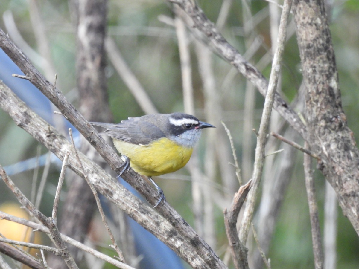 Sucrier à ventre jaune - ML620231540