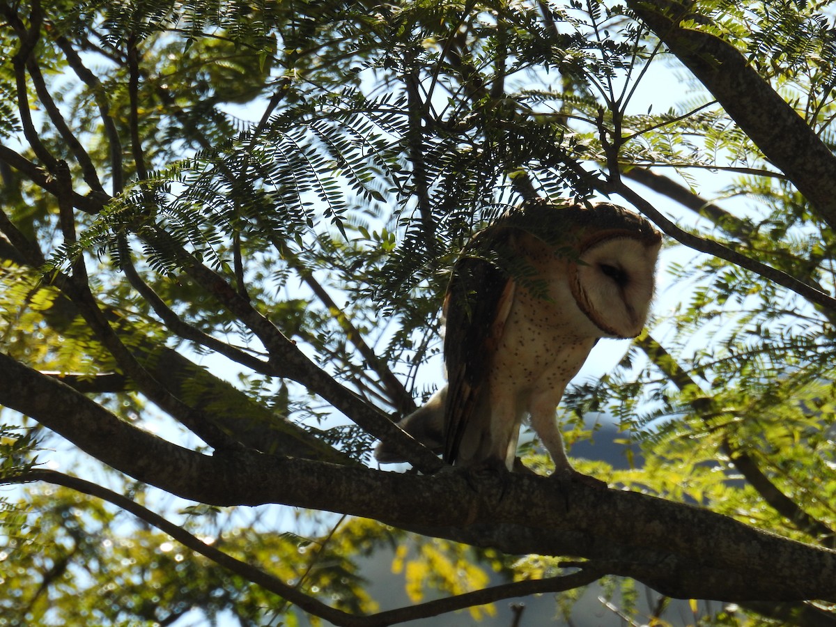 Barn Owl - ML620231543