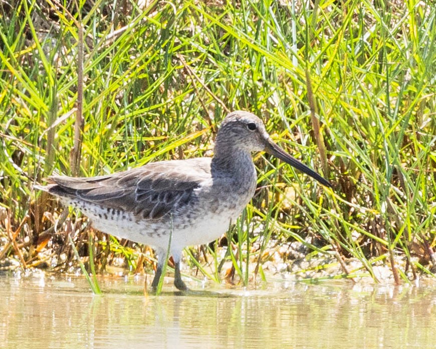 Bécassin roux - ML620231549