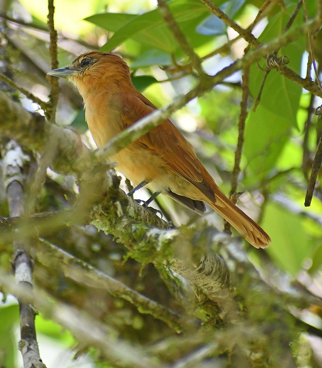 Rufous Piha - ML620231550