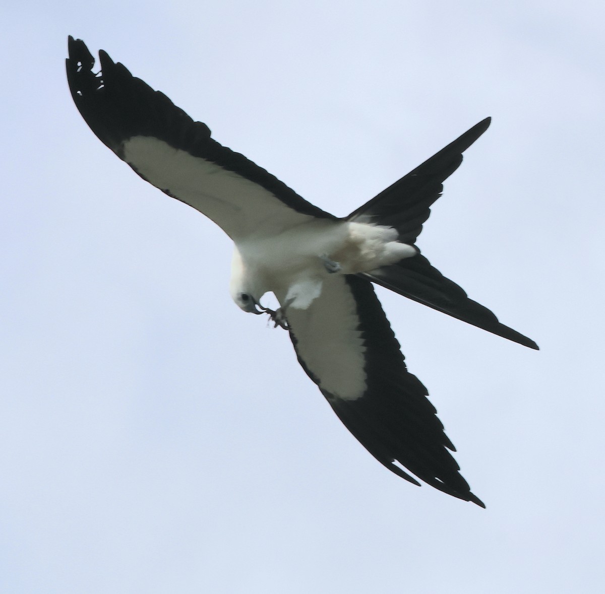 Swallow-tailed Kite - ML620231561