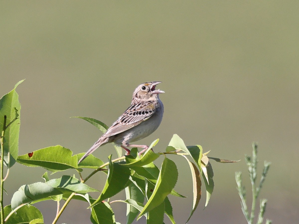 Grasshopper Sparrow - ML620231578