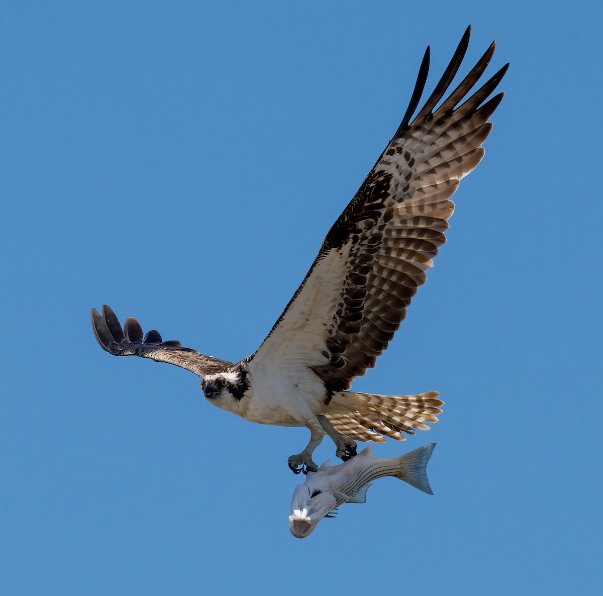 Águila Pescadora - ML620231581