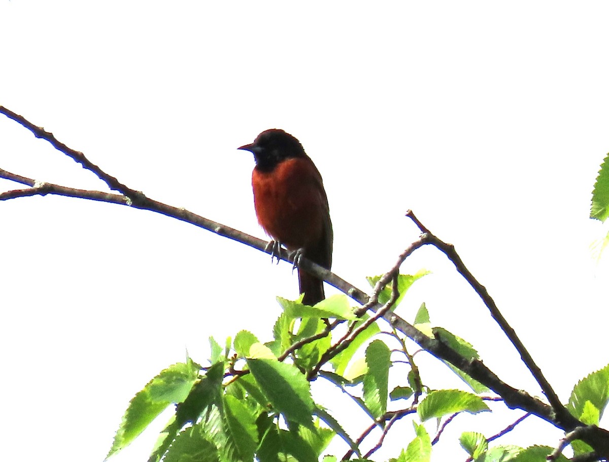 Orchard Oriole - ML620231584