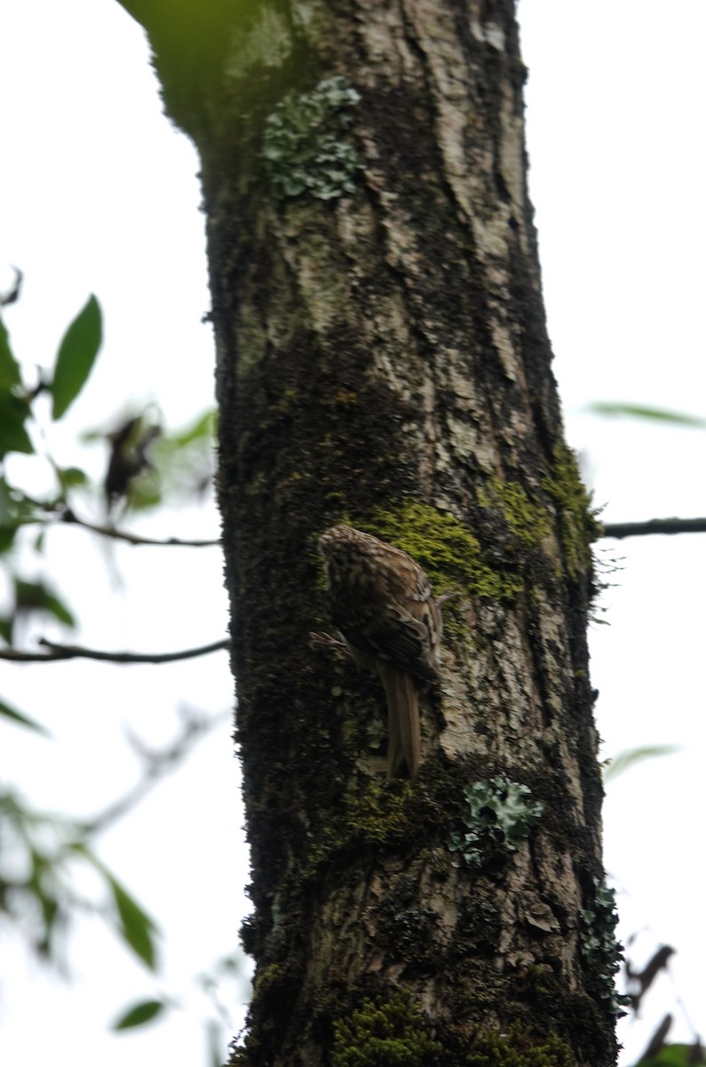 Eurasian Treecreeper - ML620231607