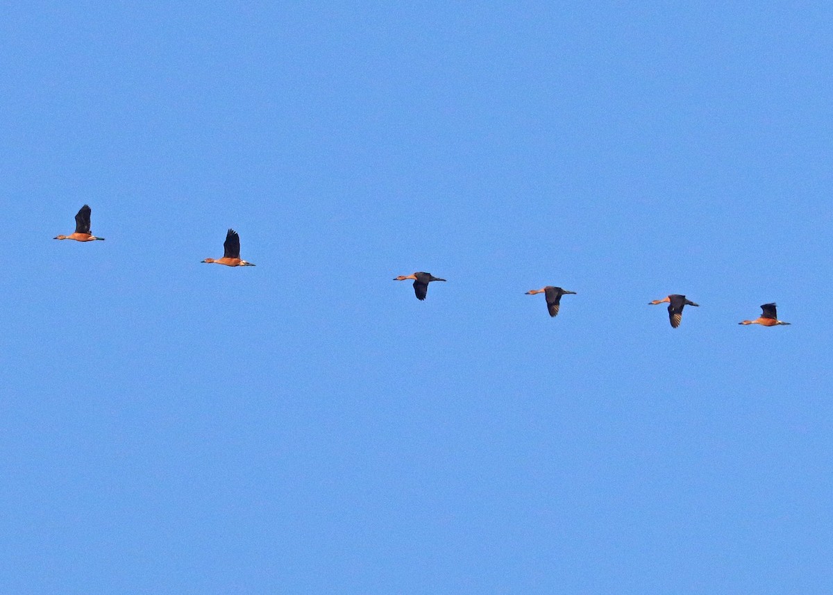Fulvous Whistling-Duck - ML620231618