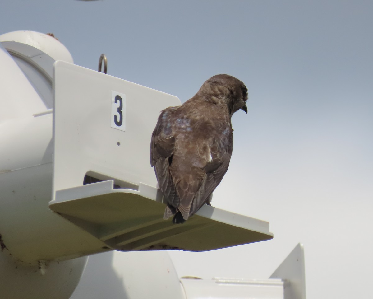 Purple Martin - ML620231621