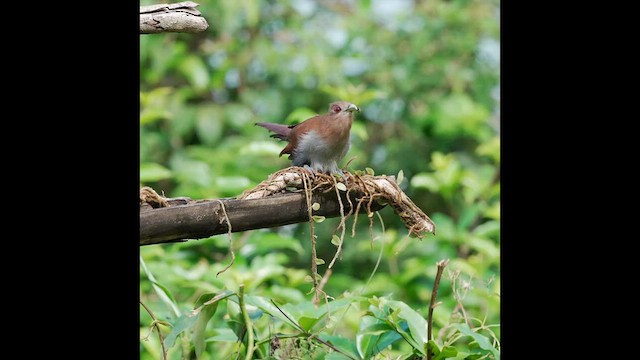 Squirrel Cuckoo - ML620231626