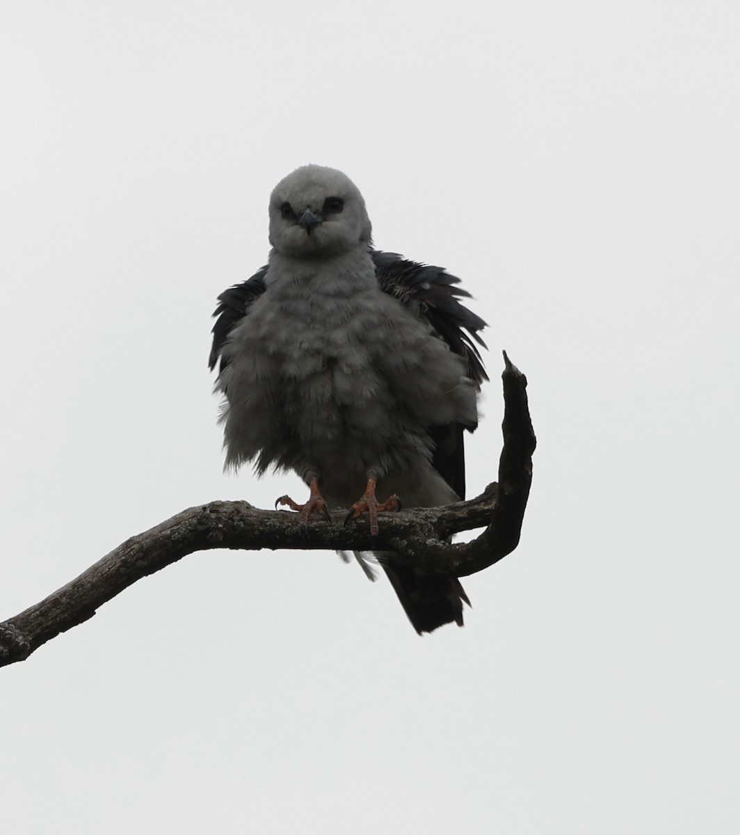 Mississippi Kite - ML620231627